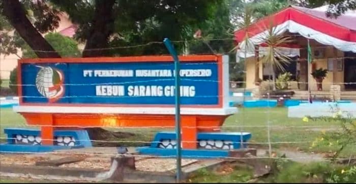 terduga_pencuri_karet_di_ptpn_iv_kebun_sarang_giting_alami_luka_saat_diamankan_centeng_