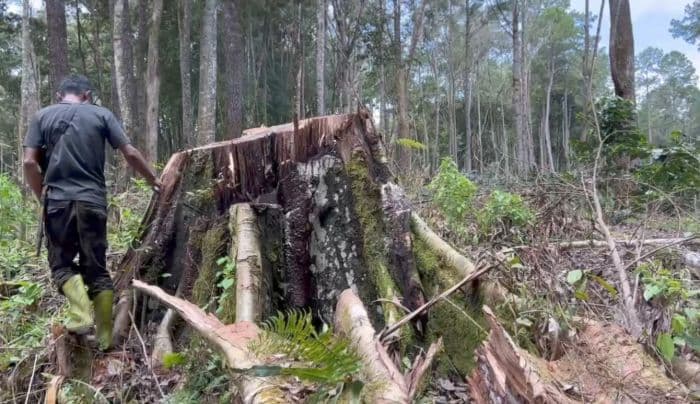 kph_ii_siantar_enggan_beberkan_luas_hutan_lindung_yang_rusak_ulah_pembalakan_liar