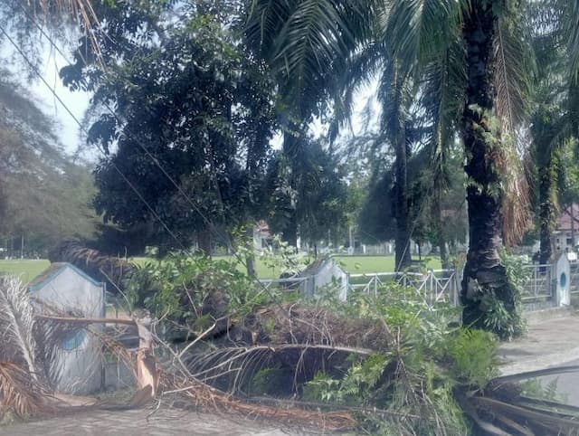 pohon_tumbang_di_area_kantor_bupati_deli_serdang_ini_kerusakannya