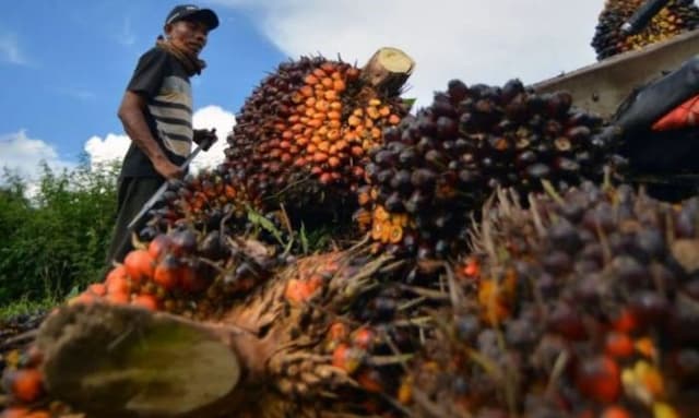 dprd_sumut_desak_pemerintah_sampaikan_penyebab_anjloknya_harga_sawit