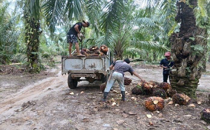 harga_tbs_sawit_di_simalungun_anjlok_ke_rp2350_petani_rugi