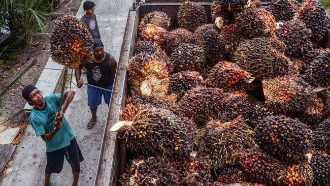 wamentan_sudaryono_ancam_cabut_izin_pks_yang_beli_sawit_petani_di_bawah_harga_pemerintah