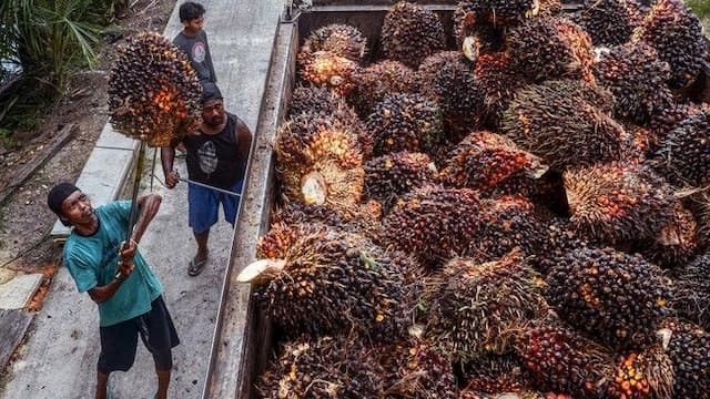 wamentan_sudaryono_ancam_cabut_izin_pks_yang_beli_sawit_petani_di_bawah_harga_pemerintah