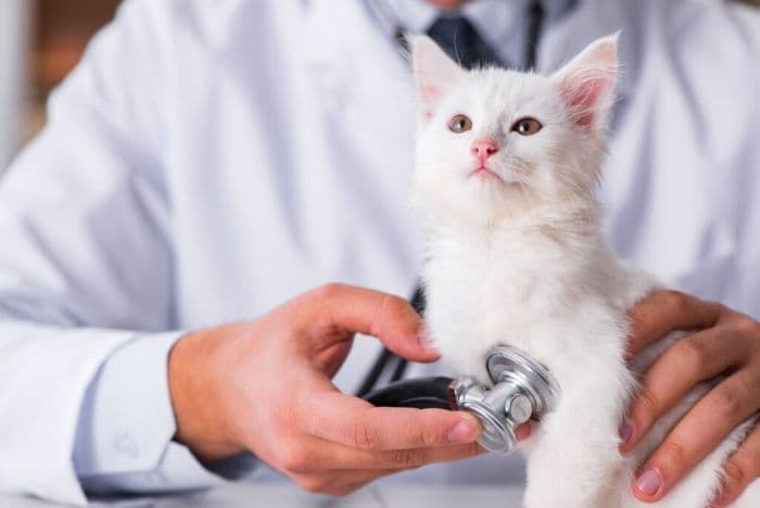 mantan_dokter_hewan_di_master_pet_klinik_medan_dilaporkan_ke_polisi