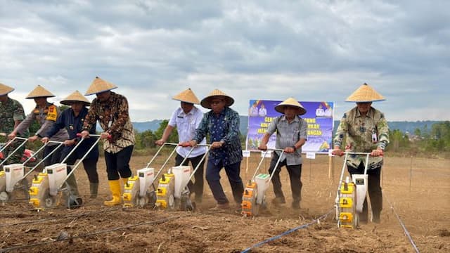 swasembada_pangan_bank_sumut_bantu_petani_jagung_di_tapanuli_utara