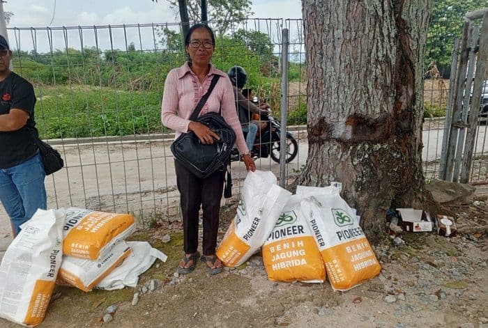 distan_sumut_salurkan_bibit_jagung_untuk_16_kelompok_tani_di_toba