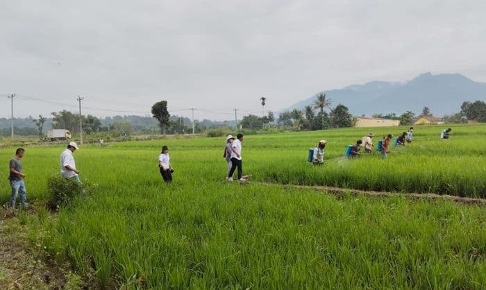 distan_toba_semprot_pestisida_serentak_atasi_hama_padi_petani_di_porsea