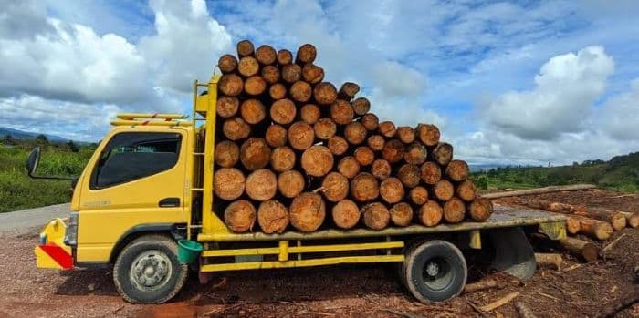 dokumen_kayu_pinus_diduga_diperjualbelikan_di_taput_dinas_kehutanan_diminta_lakukan_pengawasan