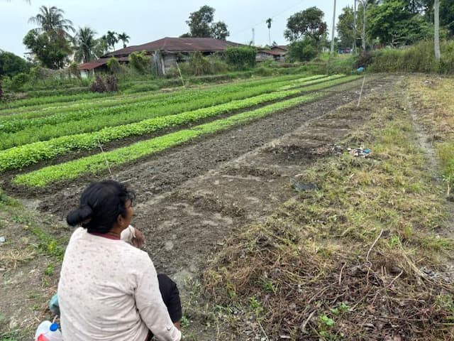 petani_sayur_di_karang_bangun_keluhkan_langkanya_pupuk_dan_murahnya_harga_panen