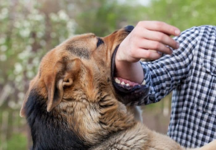 hingga_juli_326_kasus_gigitan_anjing_di_dairi_satu_meninggal_dunia