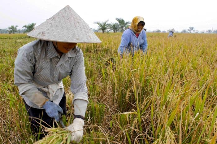dokter_sebut_kelompok_pekerja_berikut_berisiko_terkena_penyakit_leptospirosis