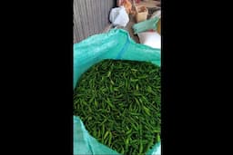 harga_cabai_di_tingkat_petani_dairi_turun_drastis_jadi_rp38_ribu_per_kilogram