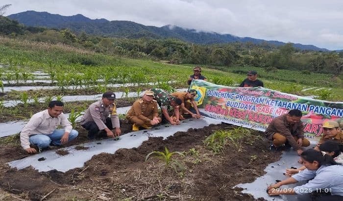 bumdes_keke_karina_tanam_12_ribu_cabai_merah_untuk_ketahanan_pangan_pakpak_bharat