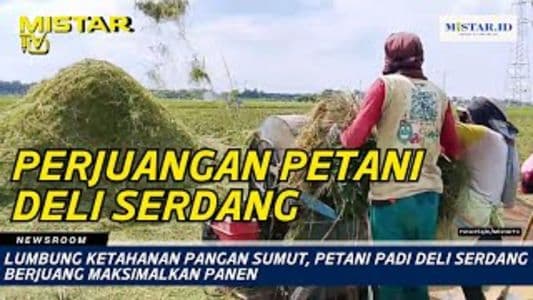 newsroom_lumbung_ketahanan_pangan_sumut_petani_padi_deli_serdang_berjuang_maksimalkan_panen