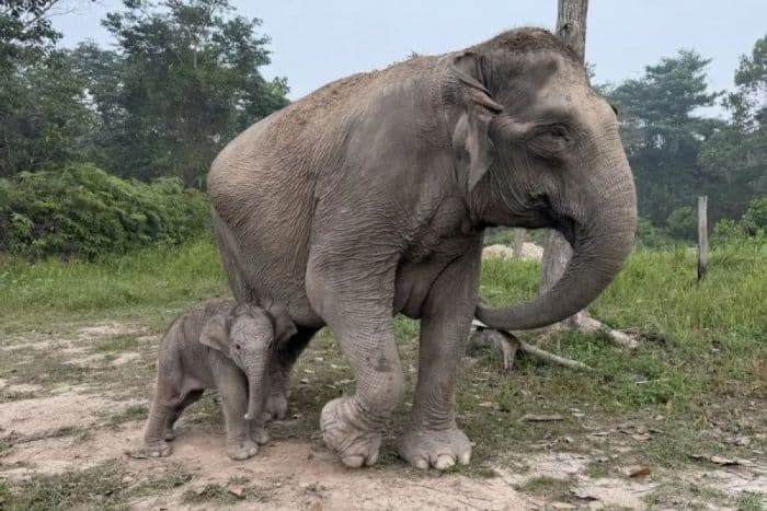 anak_gajah_sumatra_lahir_di_taman_nasional_tesso_nilo