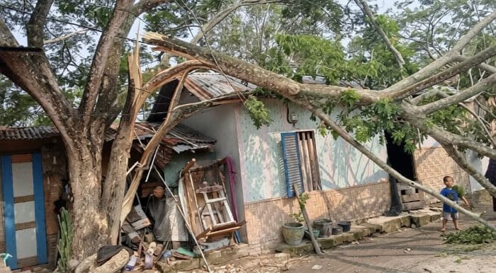 pohon_tua_tumbang_timpa_rumah_warga_di_batu_bara_bpbd_turun_tangan