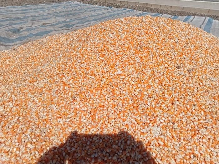harga_jagung_di_toba_masih_tinggi_petani_tetap_untung_meski_ada_penurunan
