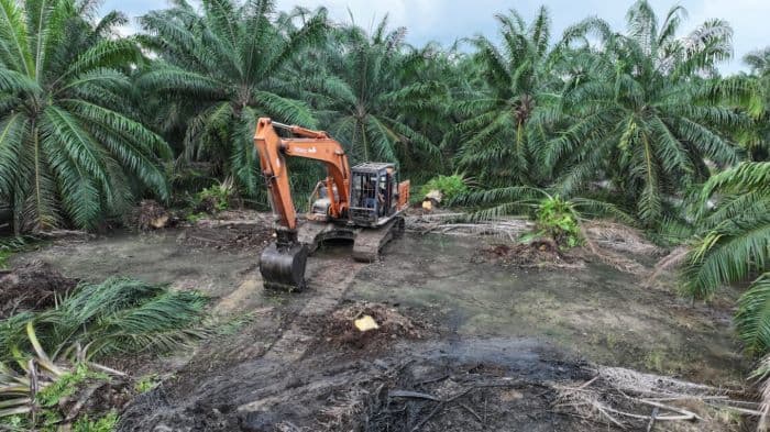 bksda_sumut_eradikasi_100_hektar_lahan_sawit_ilegal_yang_masuk_kawasan_suaka_