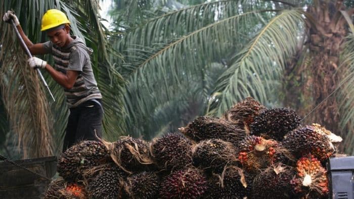realisasi_belanja_apbn_di_sumut_tembus_rp16_triliun_sektor_ekspor_cpo_dongkrak_penerimaan_bea_keluar_hingga_607_persen