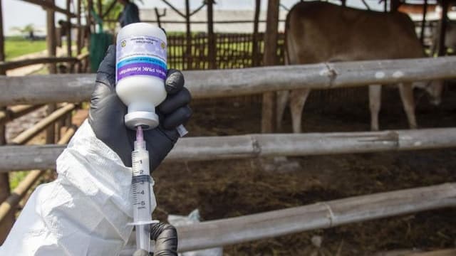 jatim_darurat_penyakit_mulut_dan_kuku_vaksinasi_digencarkan