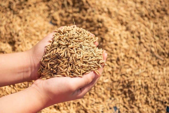 pengamat_kenaikan_hpp_gabah_dapat_naikkan_pendapatan_petani