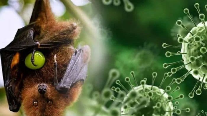 pakar_sebut_virus_nipah_pernah_ditemukan_pada_kelelawar_di_indonesia