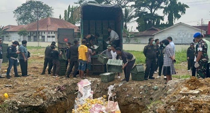 polda_sumut_musnahkan_delapan_ton_mangga_asal_thailand