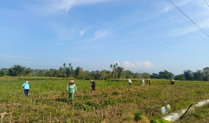 kemarau_bayangi_petani_simalungun_di_tengah_belum_dianggarkannya_pengadaan_jet_pump