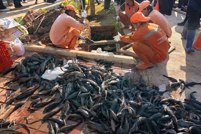ikan_sapusapu_bisa_jadi_pupuk_tanaman_hias_ini_penjelasannya