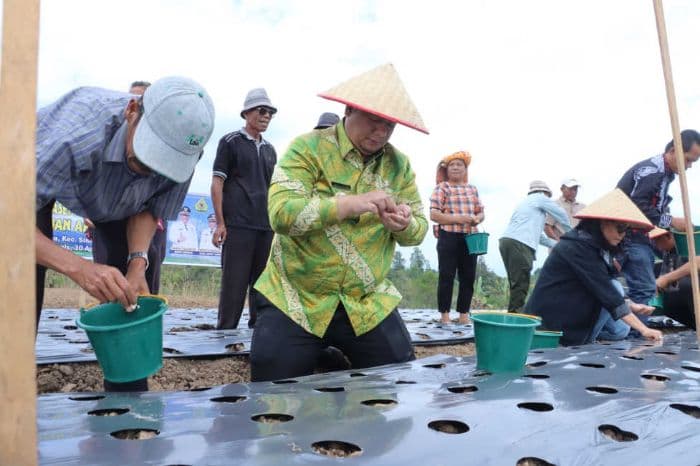 samosir_kembangkan_bawang_putih_tanam_16_ton_bibit_di_20_hektare