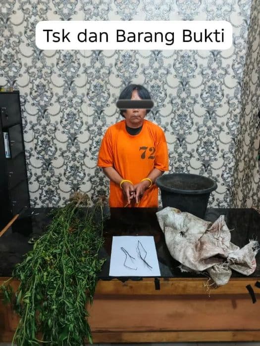 tanam_6_batang_ganja_petani_di_karo_ditangkap_polisi