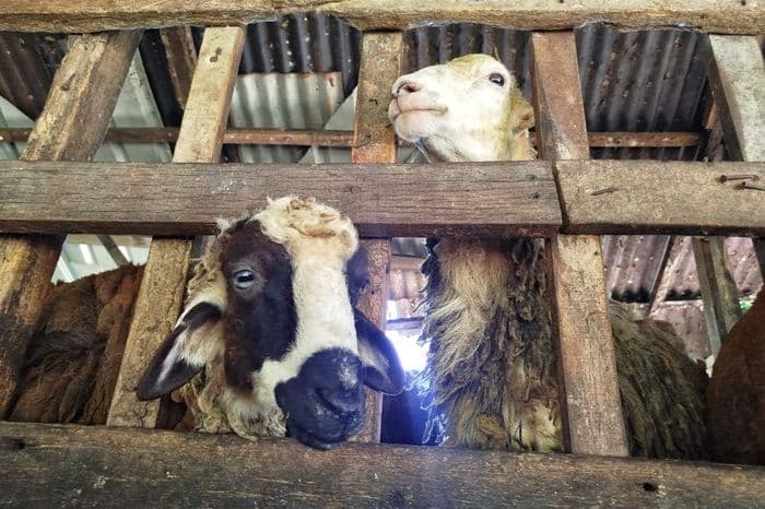 jelang_idul_adha_2025_peternak_kambing_di_deli_serdang_raup_untung
