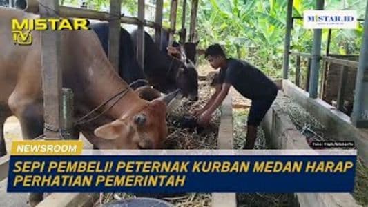 newsroom_sepi_pembeli_peternak_kurban_medan_harap_perhatian_pemerintah