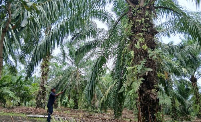 harga_tbs_sawit_simalungun_merangkak_naik_petani_belum_cukup_tutup_biaya_pupuk