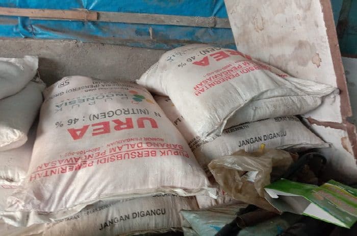 stok_pupuk_toba_aman_dinas_pertanian_soroti_keterlambatan_penebusan_oleh_pud