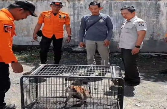 bpbd_binjai_serahkan_dua_monyet_ekor_panjang_ke_bksda_sumut