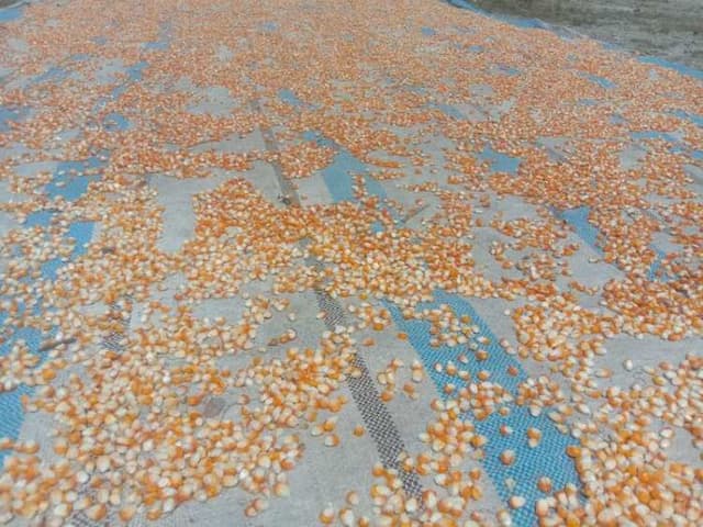 harga_jagung_pipil_di_toba_capai_rp5700_petani_senang_dan_berharap_stabil