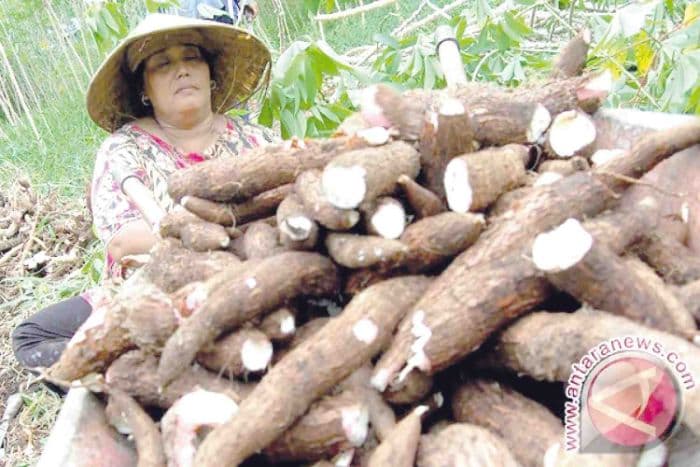 manggadong_kisah_ketahanan_pangan_batak_toba_di_era_penjajahan_