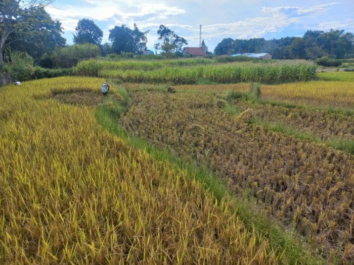 gagal_panen_puluhan_hektare_petani_simatibung_toba_berencana_tanam_ulang