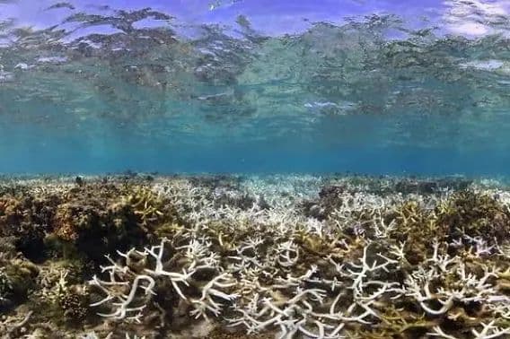 pemanasan_laut_melonjak_4_kali_lebih_cepat_ilmuwan_peringatkan_krisis_iklim