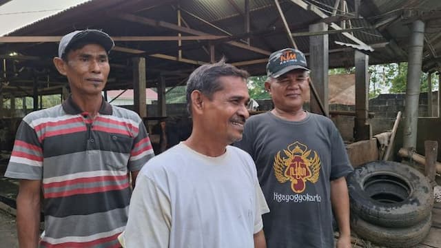 ratusan_ternak_sapi_terserang_pmk_di_deli_serdang_berangsur_sembuh