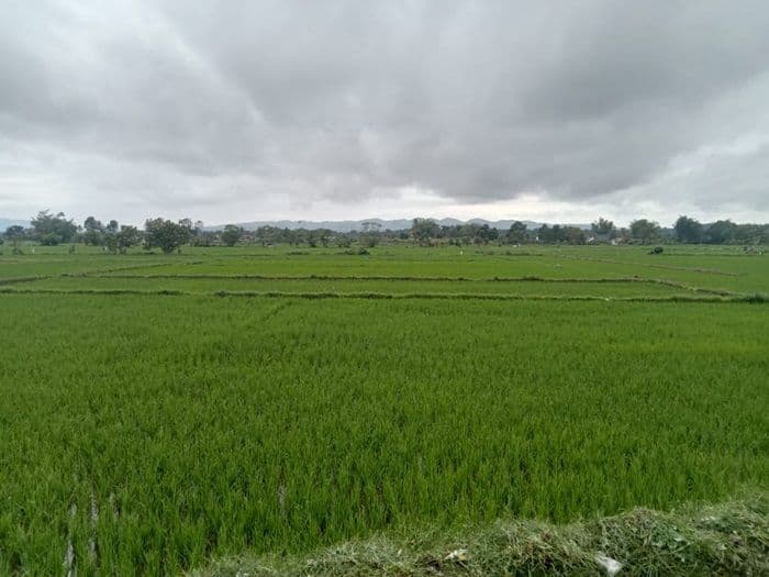 hujan_turun_usai_musim_tanam_petani_di_porsea_selalu_ungkapkan_kalimat_ini