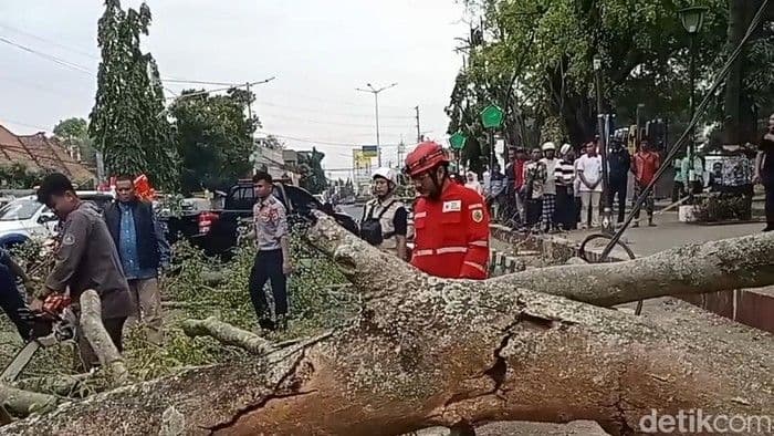 pohon_tumbang_saat_salat_idulfitri_2025_dua_tewas_dan_17_lukaluka