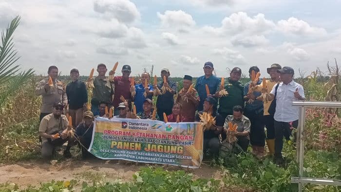 bumdes_anugrah_abadi_panen_jagung_di_lahan_ptpn_iv