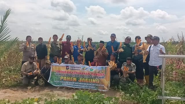 bumdes_anugrah_abadi_panen_jagung_di_lahan_ptpn_iv
