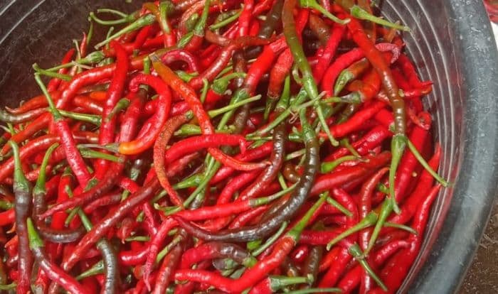 harga_cabai_anjlok_hingga_rp10_ribu_per_kilogram_petani_di_dairi_merugi_