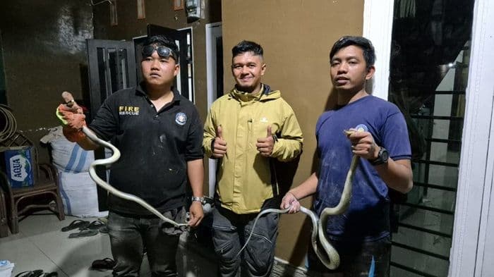 damkar_karo_tangkap_sepasang_ular_tikus_di_plafon_rumah_warga_berastagi
