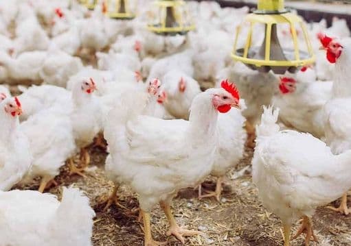 harga_daging_ayam_fluktuasi_harga_daging_sapi_stabil_di_toba