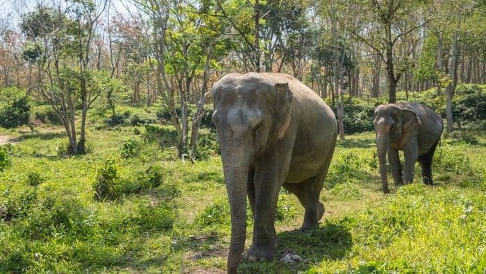 keracunan_pestisida_dari_tanaman_tomat_15_gajah_di_taman_nasional_kenya_mati