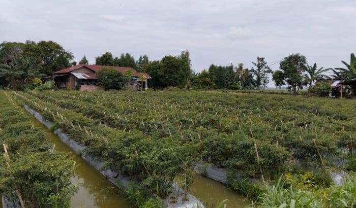 cabai_merah_rp38_ribu_per_kg_petani_deli_serdang_rp50_ribu_baru_lumayan_untung